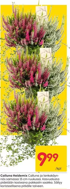 Calluna Heidemis