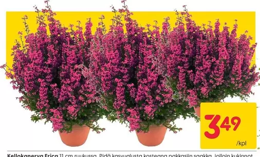 Kelloköynnös Erica
