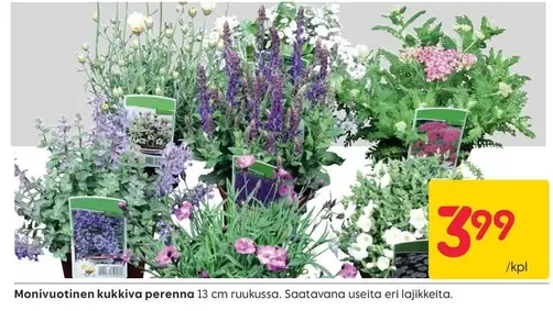 Monivuotinen kukkiva perenna