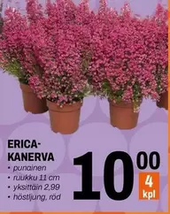 ERICA KANERVA