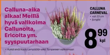Calluna