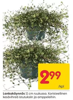Lankaköynnös