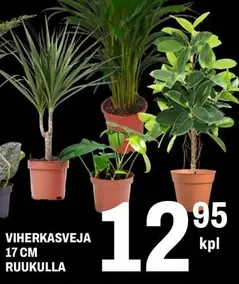 VIHERKASVEJA RUUKULLA