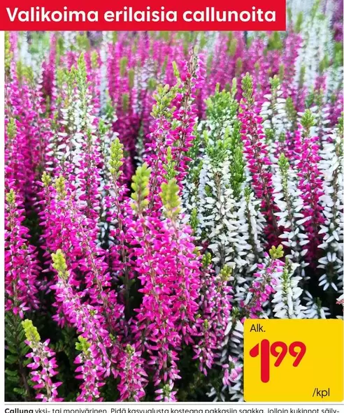 Calluna