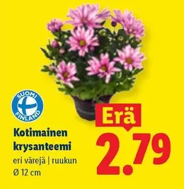 Kotimainen krysantemi