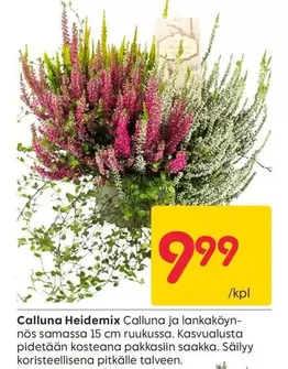 Calluna Heidemix