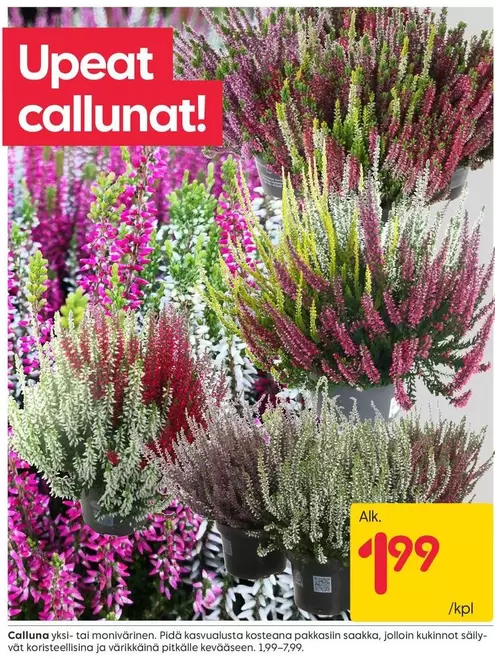 Callunat