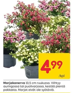 Marjakanerva