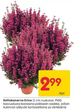 Kellokanerva Erica