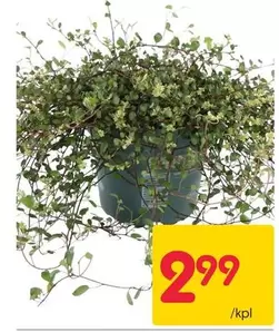Plant