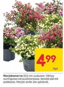 Marjakanerva