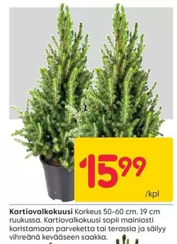 Kortiovalkokuusi