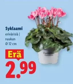 Syklaami
