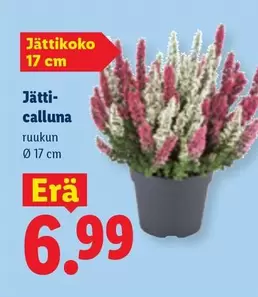Jätti-calluna ruukun