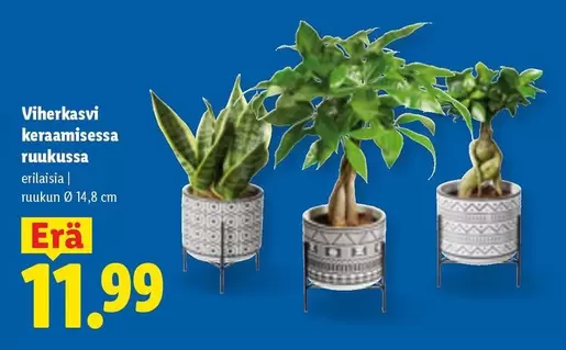 Viherkasvi keraamisessa ruukussa