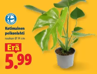 Kotimainen peikonlehti
