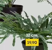 Fern