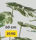 Monstera Deliciosa Variegata