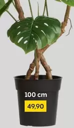 Monstera