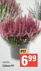 Calluna P17