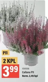 Calluna P11