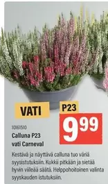 Calluna P23 vati Carneval