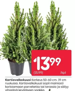 Kortiovalkokuusi
