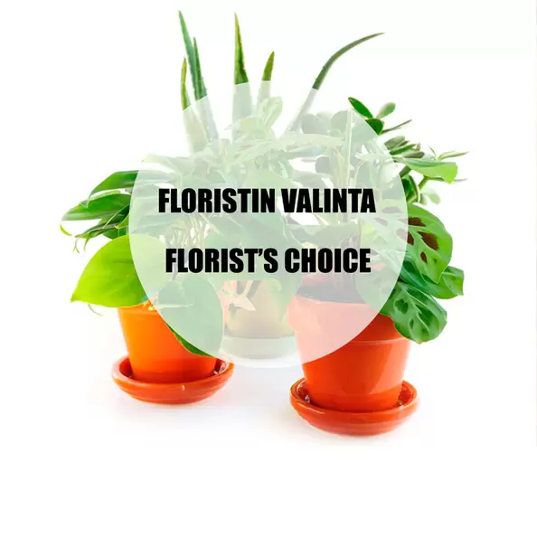 Viherkasvi kaupan valikoimista, iso