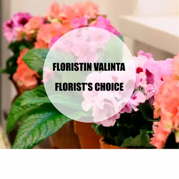 Ruukkukukka kaupan valikoimasta