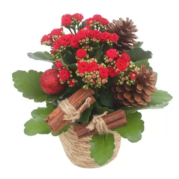 Joulun odotus, punainen