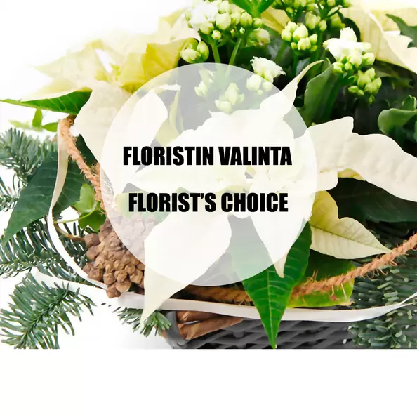Valkoinen jouluistutus, pieni, floristin valinta