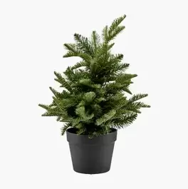 Joulukuusi, 55 cm