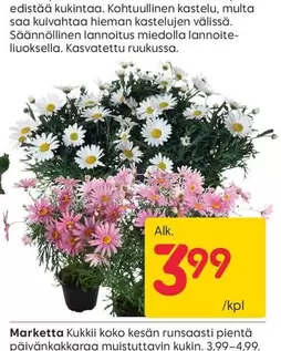 Marketta Kukki