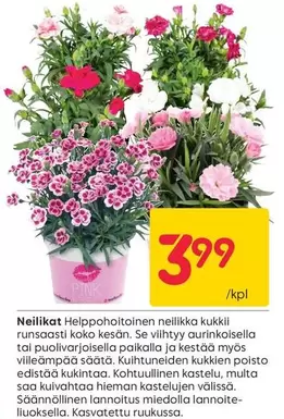 Neilikka