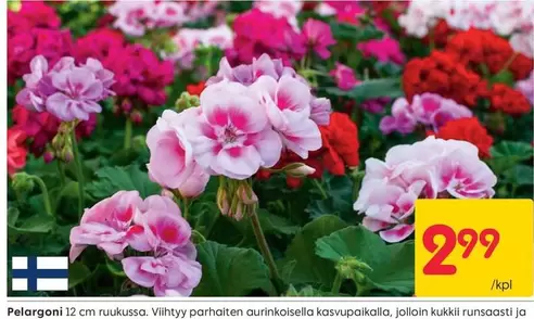 Pelargoni