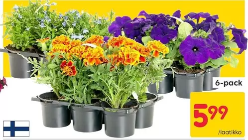 6-pack plants