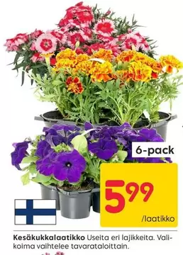 Kesäkukkalaatikko