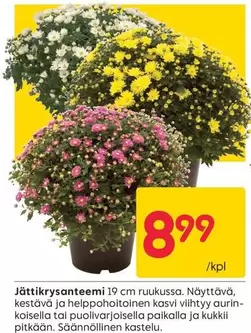 Jättikrysanteemi
