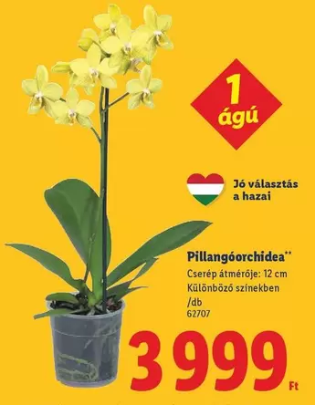 Pillangóorchidea