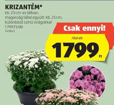 KRIZANTÉM*