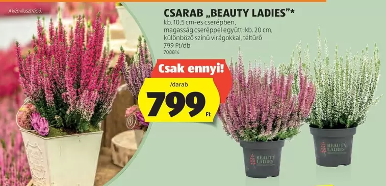 CSARAB „BEAUTY LADIES”