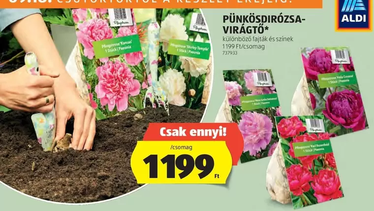 PÜNKÖSDIRÓZSA-VIRÁGTŐ