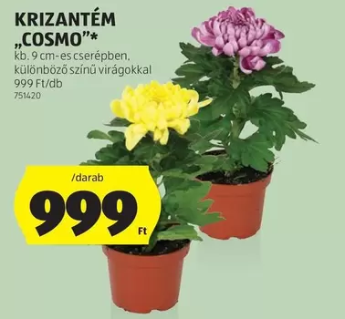 KRIZANTÉM „COSMO”*