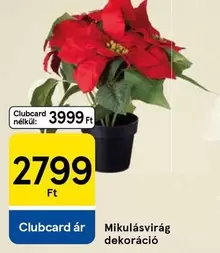 Mikulásvirág dekoráció
