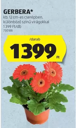 GERBERA*
