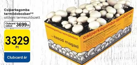 Csiperkegomba termődobozban otthoni termesztőszett