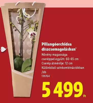 Pillangóorchidea díszcsomagolásban