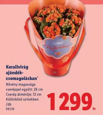 Korallvirág ajándék-csomagolásban