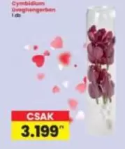 Cymbidium üveghengerben