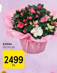 Azálea